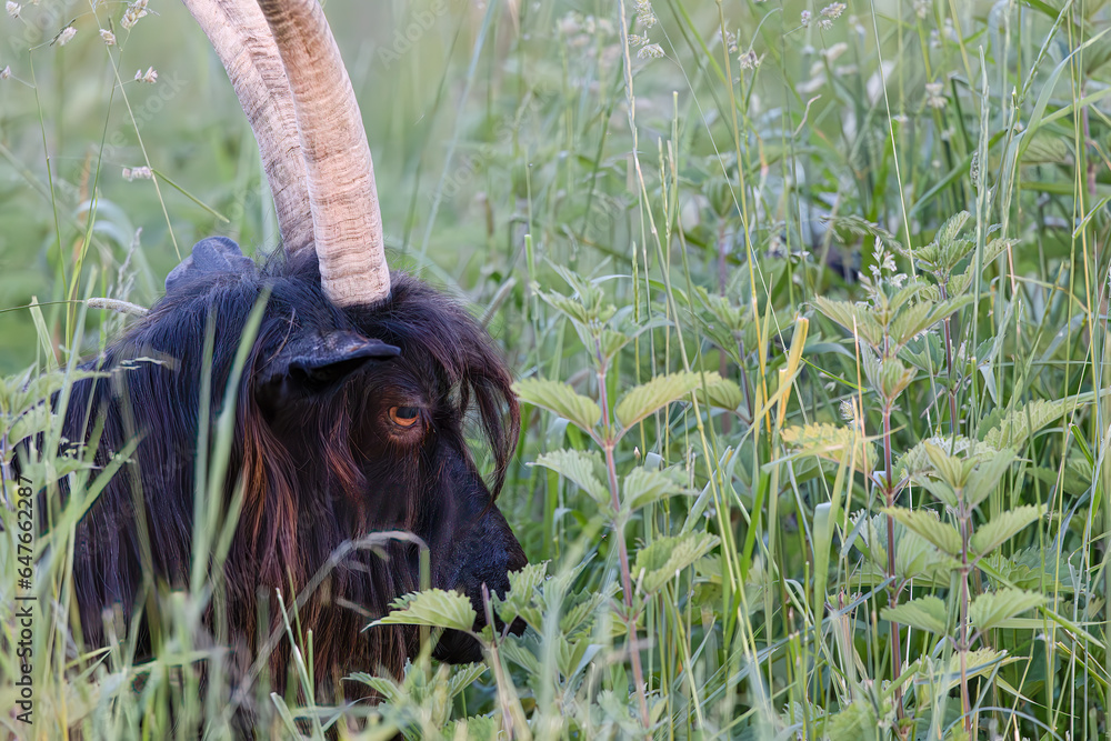 Obraz premium Head of a blackfaced horned goat, Valais black neck goat, Capra hircus
