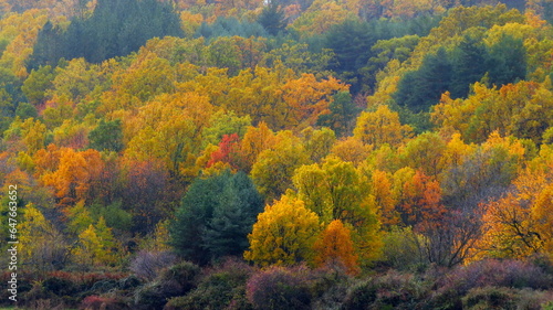 bosques colores otoño