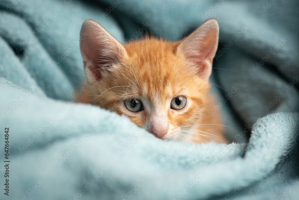 Little ginger kitten in a blue blanket