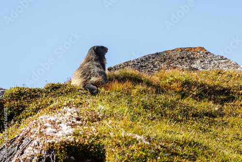 Alpine marmot (Marmota marmota) near Passo di Gana Negra, Ticino photo