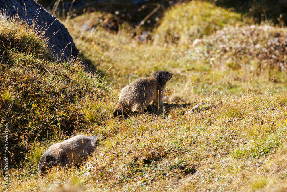 Alpine marmot (Marmota marmota) near Passo di Gana Negra, Ticino Alpine marmot (Marmota marmota) near Passo di Gana Negra, Ticino