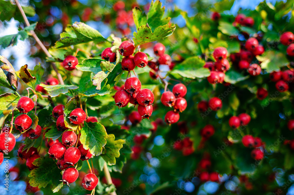 Red hawthorn berries on the bush. Harvest of medicinal berries Red hawthorn berries on the bush. Harvest of medicinal berries
