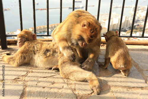 Family of monkeys playing by a fence on the rock of Gibraltar