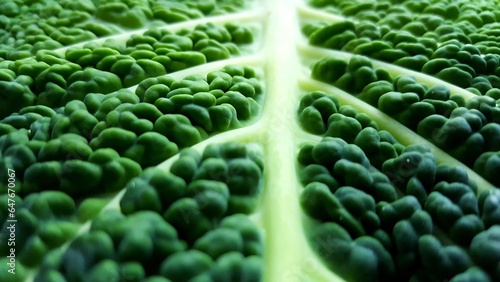 a close up of green cabbage leaf with prominent veins