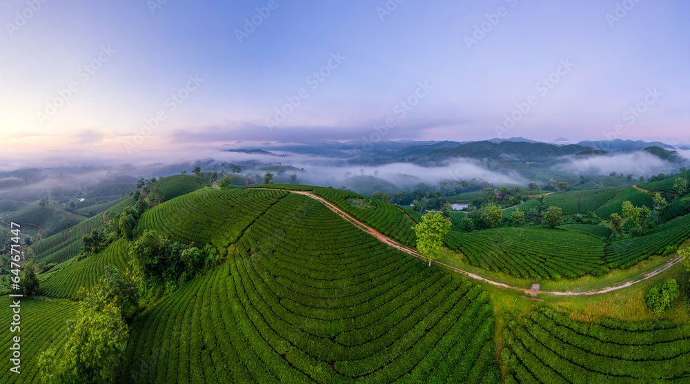 Sunrise on Long Coc tea hill, Phu Tho province, Vietnam