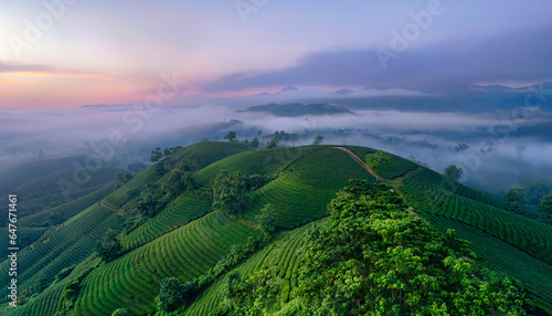 Sunrise on Long Coc tea hill  Phu Tho province  Vietnam