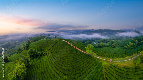 Sunrise on Long Coc tea hill, Phu Tho province, Vietnam photo