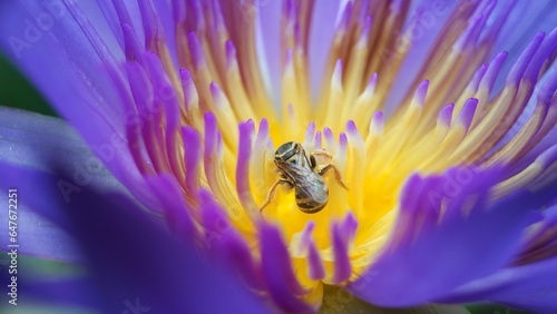 Little bee take a pollen in lotus