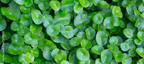 Centella asiatica, Fresh green leaves herb background.