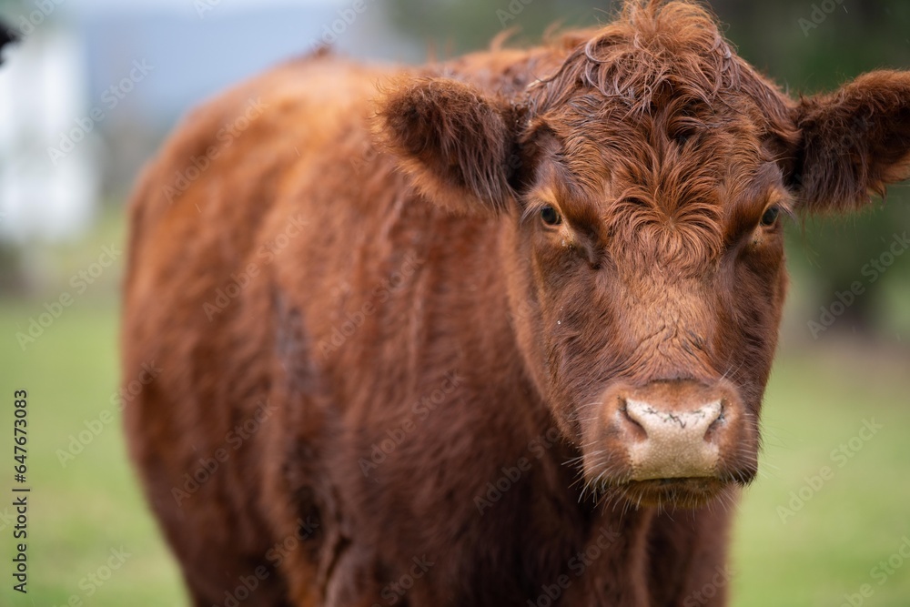 Cows in a field close up on a farm eating grass