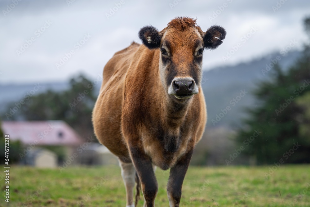 Cows in a field close up on a farm eating grass