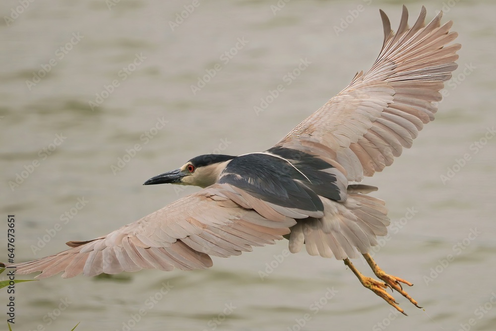Fototapeta premium Black-crowned Night Heron in Flight Harris Neck NWR Townsend Georgia