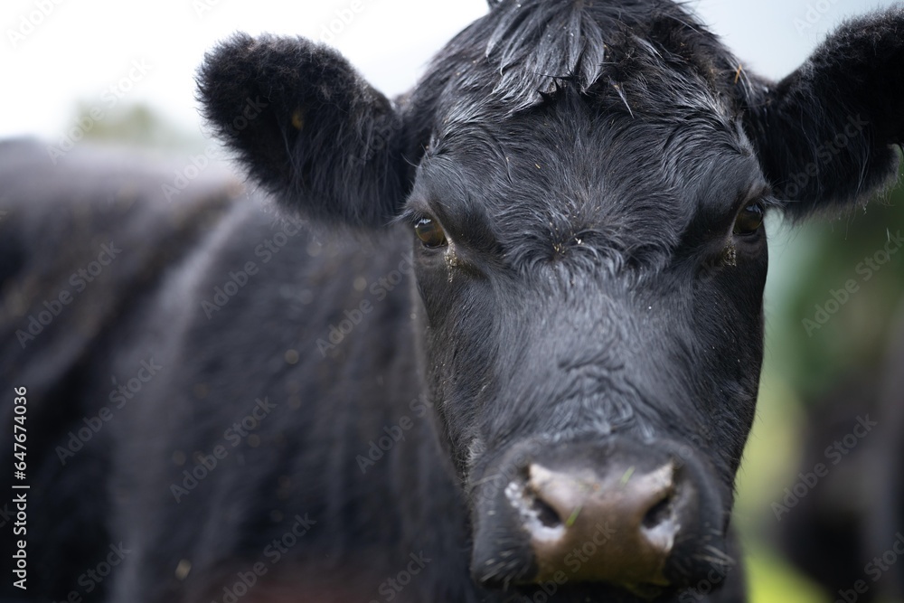 Stud Angus cows in a field free range beef cattle on a farm. Portrait of cow close up Stud Angus cows in a field free range beef cattle on a farm. Portrait of cow close up