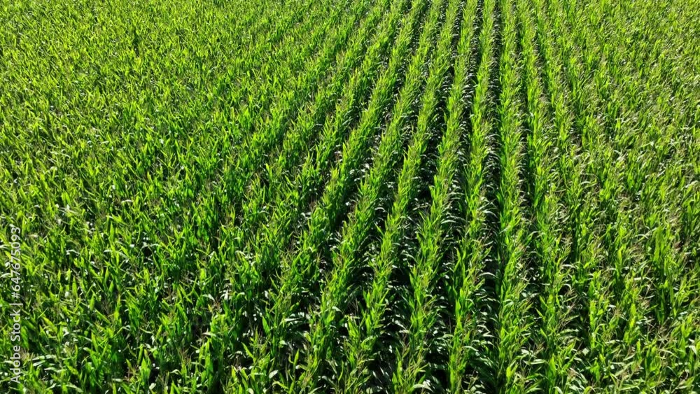 Corn plants waving in the wind. Drone fly over shot over the endless agricultural fields of green corn plants. Corn plants waving in the wind. Drone fly over shot over the endless agricultural fields of green corn plants.