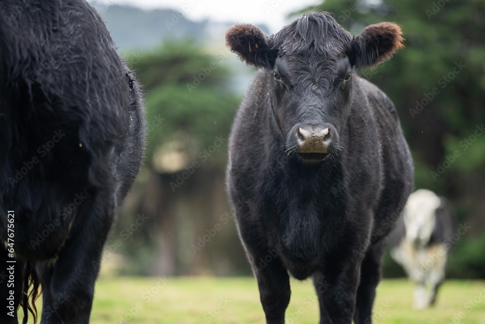 Fototapeta premium black and white cows