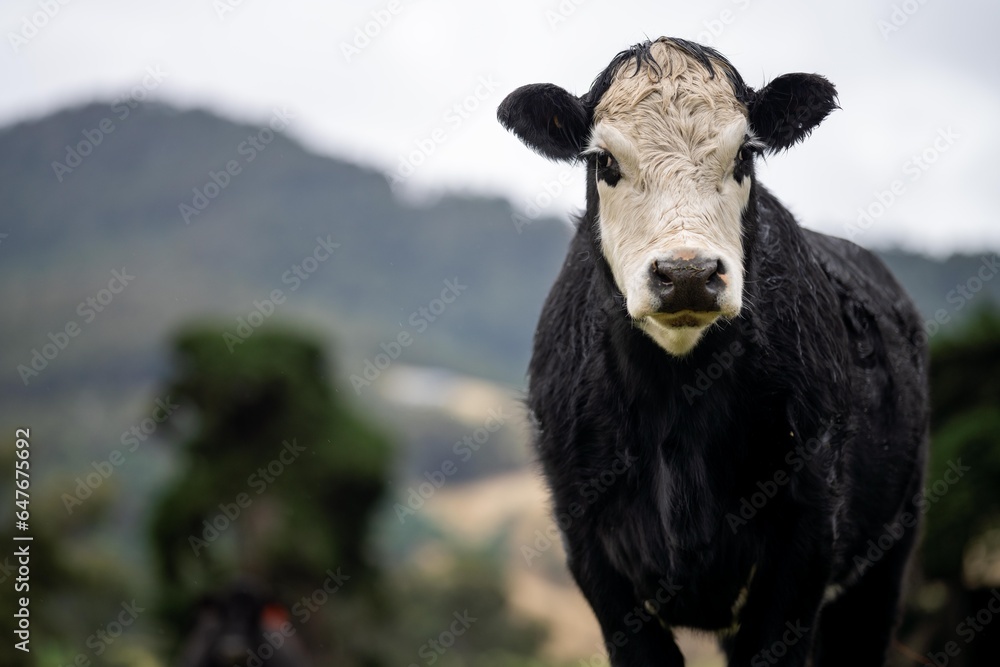 Sustainable livestock farming of cows storing carbon in the soil. Portrait of English cows in a meadow Sustainable livestock farming of cows storing carbon in the soil. Portrait of English cows in a meadow