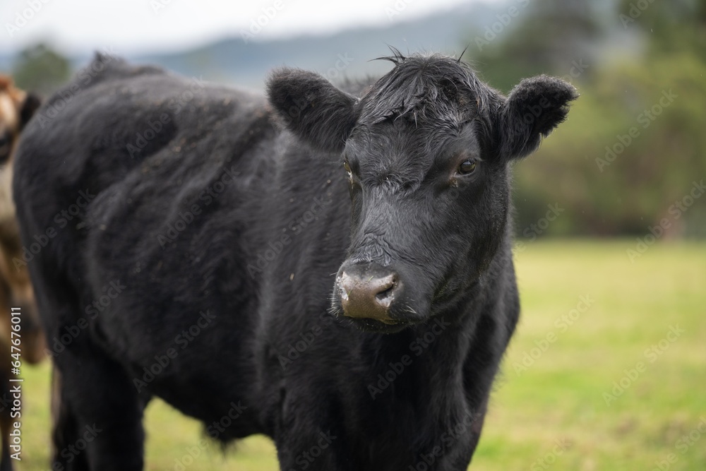 Sustainable livestock farming of cows storing carbon in the soil. Portrait of English cows in a meadow Sustainable livestock farming of cows storing carbon in the soil. Portrait of English cows in a meadow