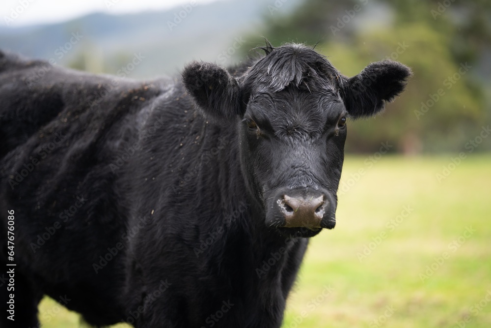 Cow face close up looking at camera. Black Wagyu cow