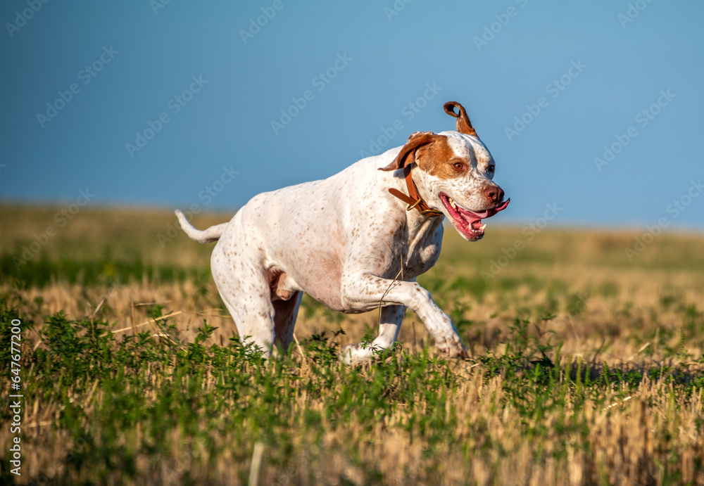 A beautiful white dog with red spots of the Pointer breed runs in the evening across a field in the stubble. Walking with the dog. Hunting dogs.