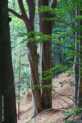 Slovnesky Raj Velky Sokol Hiking Slovakia