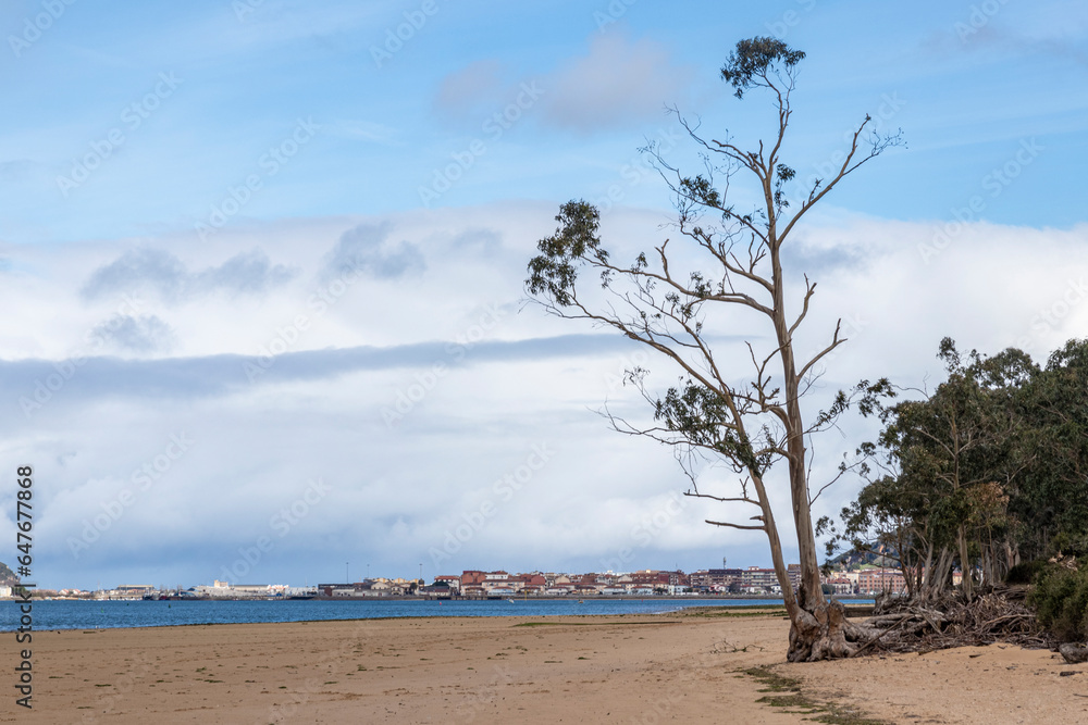 Coastal Eucalyptus Wonderland: The Serene Beauty of Laredo's Northern Spanish Beachside Forest Coastal Eucalyptus Wonderland: The Serene Beauty of Laredo's Northern Spanish Beachside Forest
