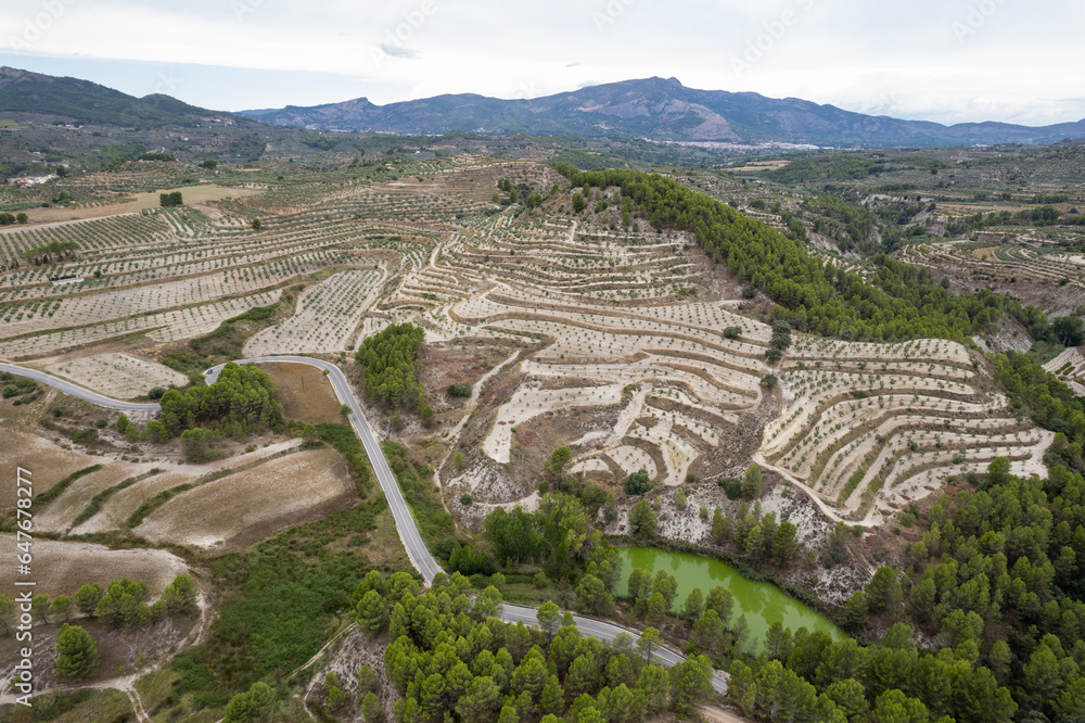Aerial view of olive plantation .