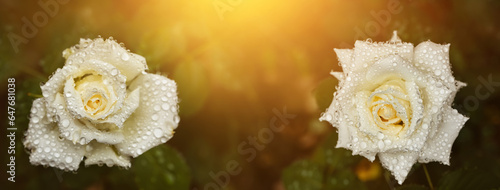 two cream roses in the rays of the sun at sunset in the garden