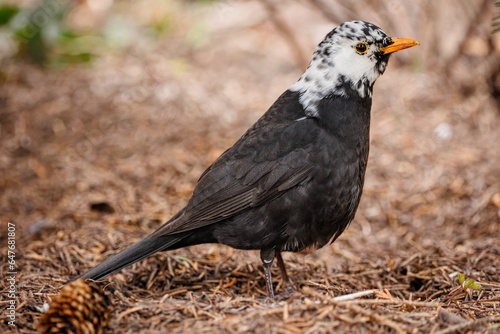 Turdus merula