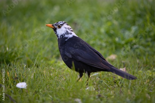 Turdus merula
