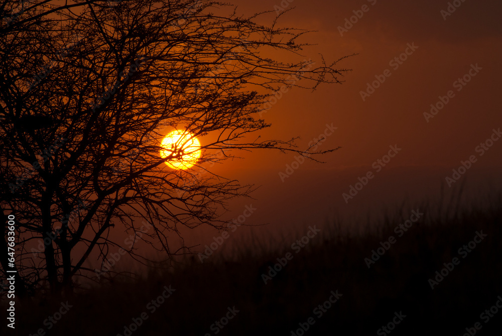 Sunset in the mountains with silhouette of Babool tree, Pathardi, India. Sunset in the mountains with silhouette of Babool tree, Pathardi, India.