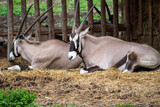 South African oryx  