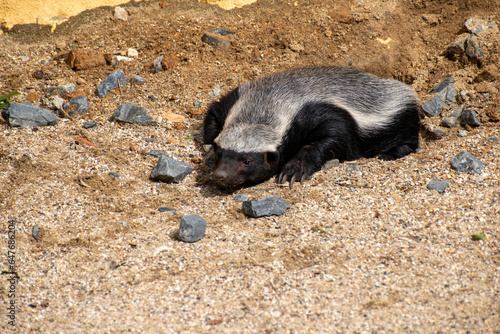 Honey badger 