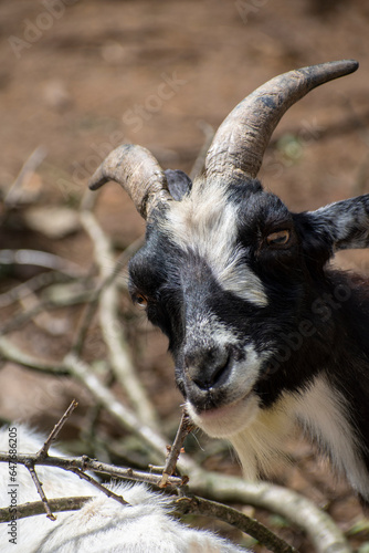 goat pygmy holland 
