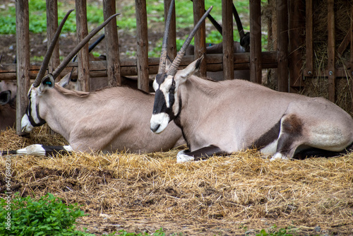 South African oryx  