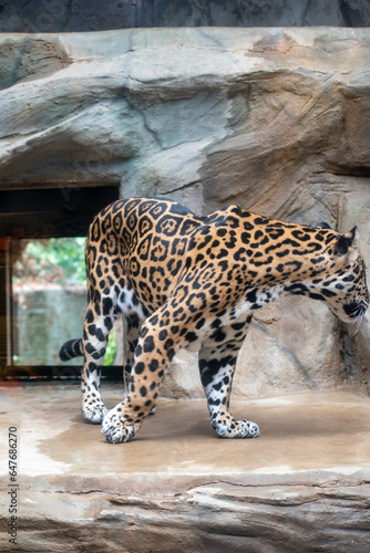 Jaguar 
