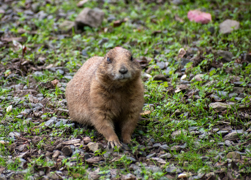 Black-tailed prairie dog