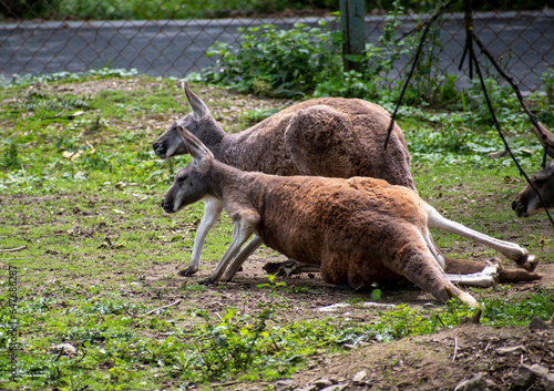 Red kangaroo