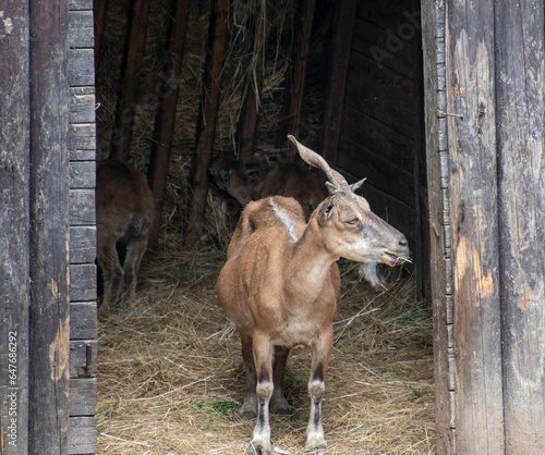 markhor
