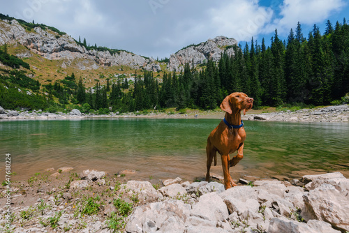 Vizsla Dog in Pointing Stance by Mountain Lake