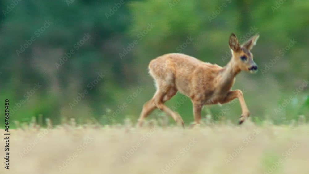 one Roe deer doe (Capreolus capreolus) stands on a harvested stubble field and eats one Roe deer doe (Capreolus capreolus) stands on a harvested stubble field and eats