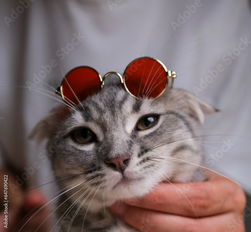 cat and glasses dog nice