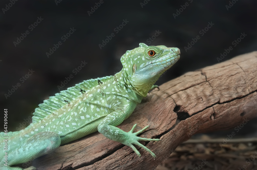 Plumed basilisk (Basiliscus plumifrons), also known as the green basilisk. Plumed basilisk (Basiliscus plumifrons), also known as the green basilisk.