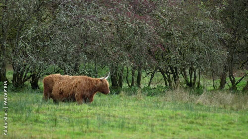 Highland Cow Standing In Scotland Field Highland Cow Standing In Scotland Field