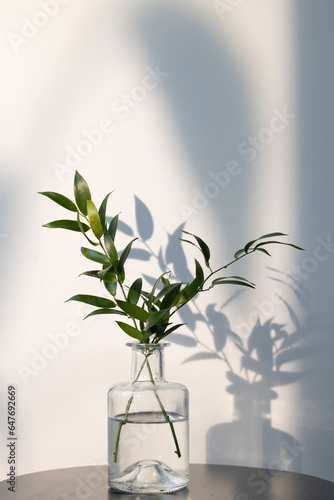 plant in vase