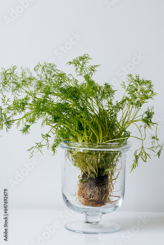 parsley in a pot