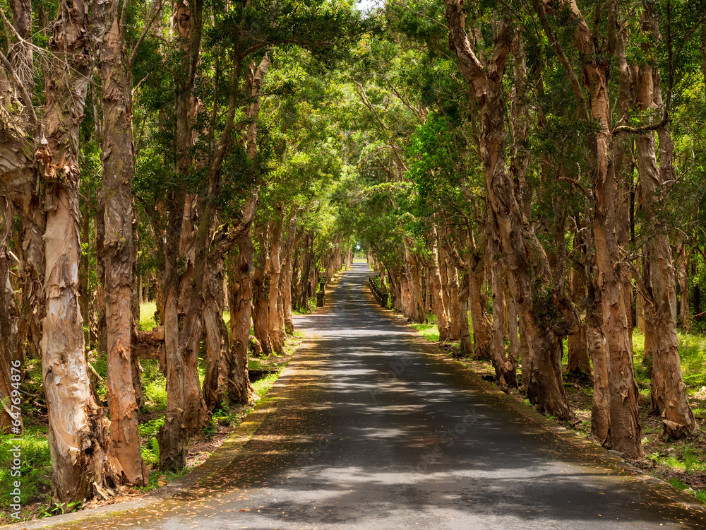 Looking down an avenue of paper bark trees on the island of Mauritius Looking down an avenue of paper bark trees on the island of Mauritius