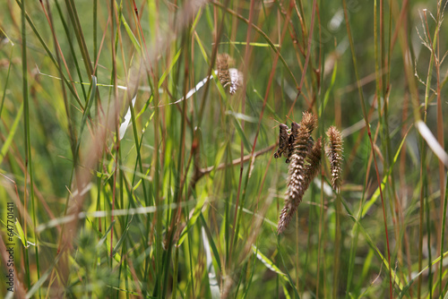 Foto grasshoppers on grass
