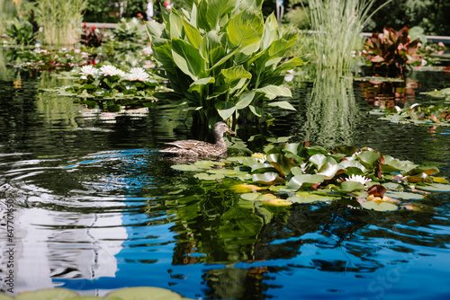 duck in a pond in a park