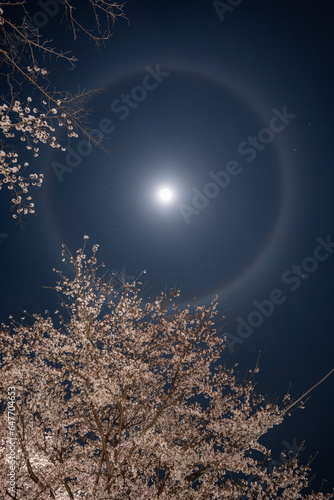 夜桜と月のハロ © TAIGA