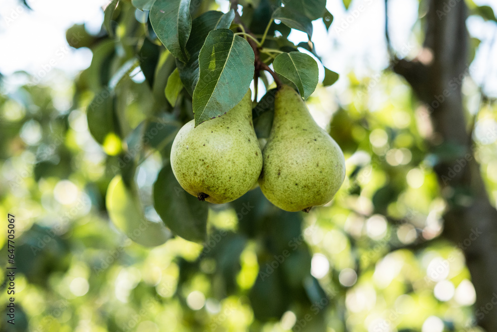 Conference pears ripening on a pear fruit tree Conference pears ripening on a pear fruit tree